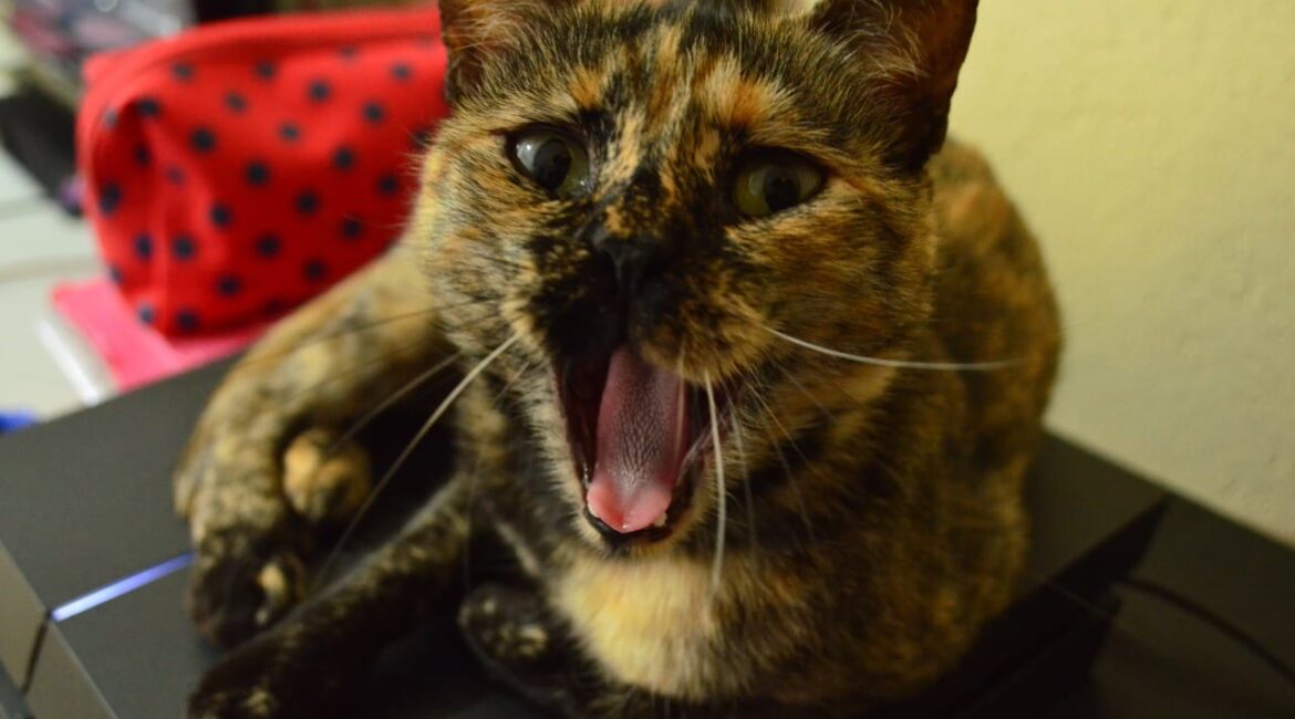 penny é uma gata tricolor, loira marrom e preta, ela está deitada em cima de um ps4 e está com a boca aberta olhando pra camera. seus olhos são verdes e as orelhas estão pra cima