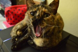 penny é uma gata tricolor, loira marrom e preta, ela está deitada em cima de um ps4 e está com a boca aberta olhando pra camera. seus olhos são verdes e as orelhas estão pra cima